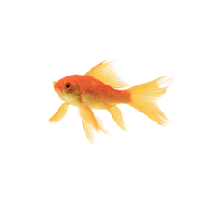 Poisson